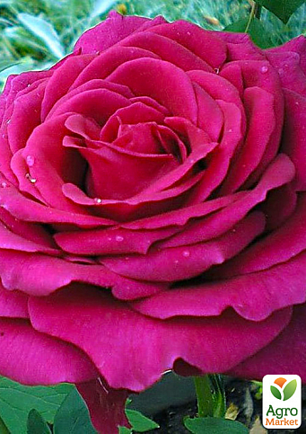 Роза чайно-гибридная "Юрианда" (саженец класса АА+) высший сорт