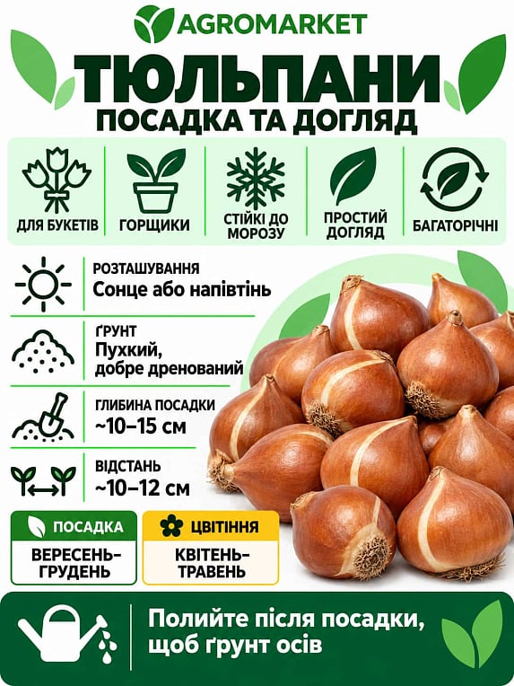 Тюльпан Махровий Мікс (розмір 11\12)