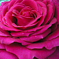 Роза чайно-гибридная "Юрианда" (саженец класса АА+) высший сорт