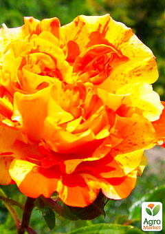 Роза мелкоцветковая (спрей) "Оранж Интуишн" (Оранж Интуишин) (саженец класса АА+) высший сорт1