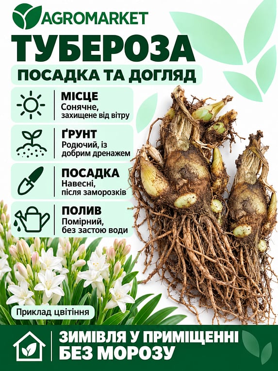 Тубероза "The Pearl" (Царица Ароматов) размер 10+