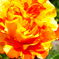 Роза мелкоцветковая (спрей) "Оранж Интуишн" (Оранж Интуишин) (саженец класса АА+) высший сорт