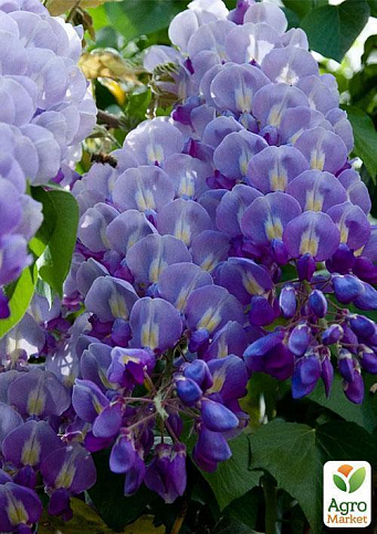 Глициния сиреневая “Модный дом” - фото 8