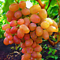 Виноград "Ливия" (сверхранний срок созревания, имеет большие грозди с крупными розовыми ягодами)