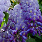 Глициния сиреневая “Модный дом”