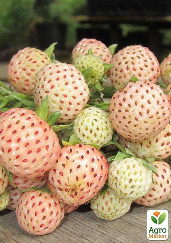Эксклюзив! Клубника "Альпийская чистая душа" (премиальный сорт) - фото 8