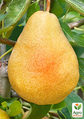 Груша "Милена" (сладкий, летний сорт, ранний срок созревания)