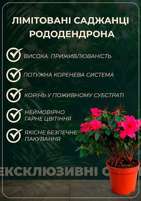 Рододендрон кімнатний "Flamenco" - фото 5
