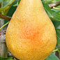 Груша "Милена" (сладкий, летний сорт, ранний срок созревания)