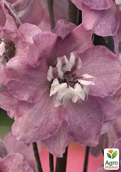 Дельфиниум гибридный "Cherry Blossom White Bee"1