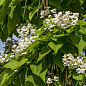 Катальпа 3-х летняя бигнониевидная (Catalpa bignonioides), С3 высота 60-100см купить