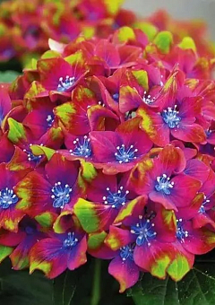 LMTD Гортензия цветущая macrophylla "Saxon Schloss Wackerbarth" 4-х летняя (высота 40-60см)21