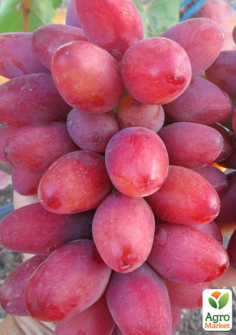 Виноград "Богема" (ранний мускат с фруктовыми нотками)