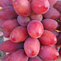 Виноград "Богема" (ранний мускат с фруктовыми нотками)