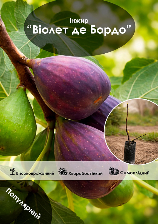 Эксклюзив! Инжир темно-фиолетовый "Виолет де Бордо" (Violette de Bordeaux) (премиальный, самоопыляемый, ремонтантный сорт)