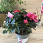 Рододендрон комнатный "Bicolor" 