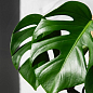 Торфосмесь для зелёных растений и пальм COMPO SANA 20 л (1451) цена
