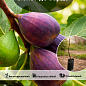 Эксклюзив! Инжир темно-фиолетовый "Виолет де Бордо" (Violette de Bordeaux) (премиальный, самоопыляемый, ремонтантный сорт)