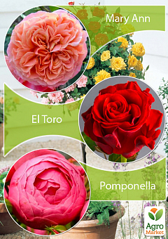 Окулянти Троянди на штамбі Триколор «Mary Ann + El Toro + Pomponella»1
