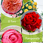 Окулянти Троянди на штамбі Триколор «Mary Ann + El Toro + Pomponella»
