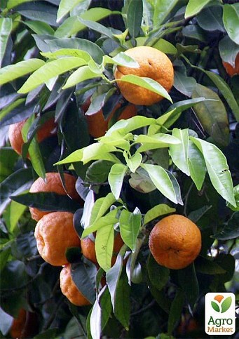 Апельсин "Гамлин"  - фото 4