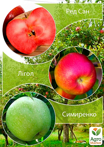 Дерево-сад Яблуня "Ред Сан+Лігол+Симиренко"