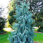 Кипарис Кашмирский (Cupressus Cashmeriana) контейнер Р9