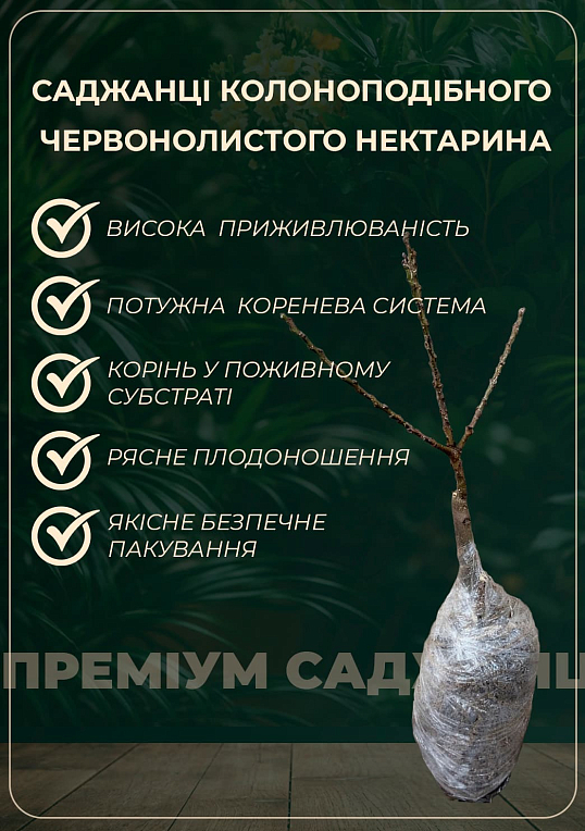 Нектарин колоновидный краснолистный "Бургунди" - фото 5