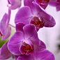 Орхидея (Phalaenopsis) "Lilac"