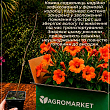 Кампсис оранжевый "Speciosa"
