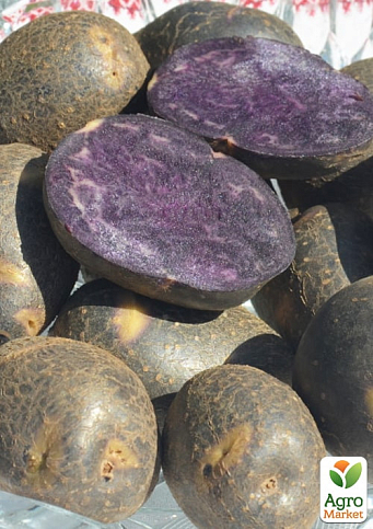 Картопля "Чорний Лебідь" насіннєва, середньостигла, з фіолетовою м'якоттю (1 репродукція) 0,5кг - фото 2