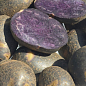 Картопля "Чорний Лебідь" насіннєва, середньостигла, з фіолетовою м'якоттю (1 репродукція) 0,5кг купить