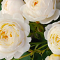 Троянда в контейнері англійська "Claire Austin" (саджанець класу АА+) цена