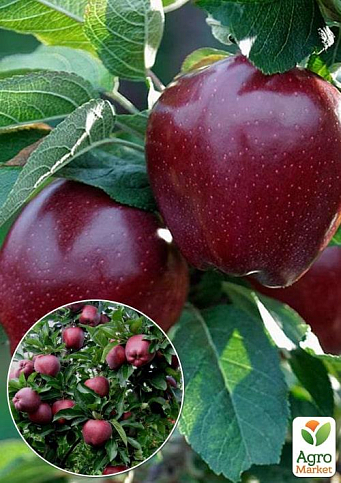 Эксклюзив! Яблоня красная "Голубка" (Dove) (премиальный крупноплодный сорт, поздний срок созревания)