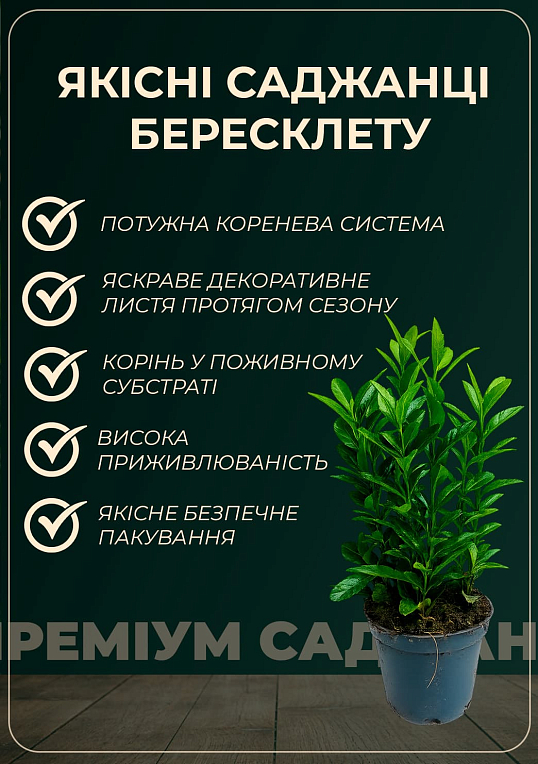 Бересклет Форчун "Emeral Gaiety" - фото 2