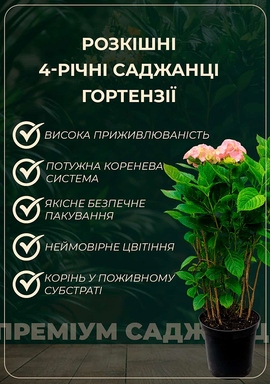 Гортензия крупнолистная 4-х летняя "Magical Amethyst" (60-80см)