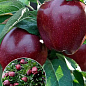 Эксклюзив! Яблоня красная "Голубка" (Dove) (премиальный крупноплодный сорт, поздний срок созревания)