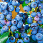 Голубика (черника садовая) 2 года "Блу Риббон" (Blue Ribbon) С2 высота 50-60см цена