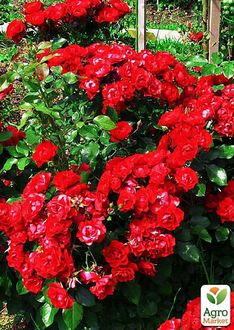 Ексклюзив! Роза паркова насичено червона "Ошатна Аліса" (Smart Alice) (саджанець класу АА +, преміальний морозостійкий сорт)