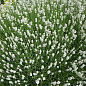 Лаванда узколистная белоснежная "Alba" (контейнер Р9)