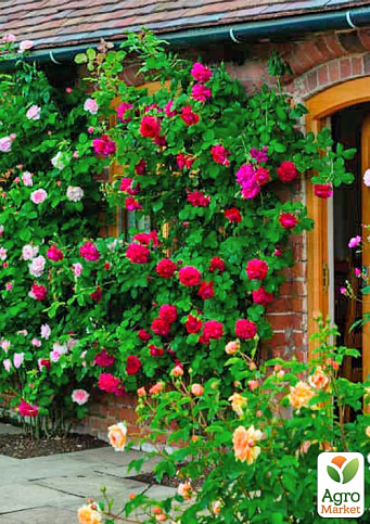 Троянда плетиста "Діззі Хайтс" (саджанець класу АА+) вищий сорт - фото 5