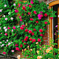Троянда плетиста "Діззі Хайтс" (саджанець класу АА+) вищий сорт