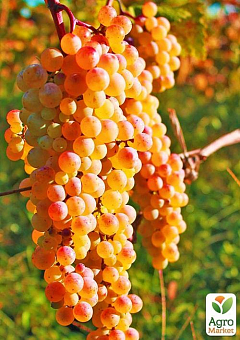 Виноград "Ркацителі №9" (Rkatsiteli) (винний сорт, середньо-пізній термін дозрівання)1