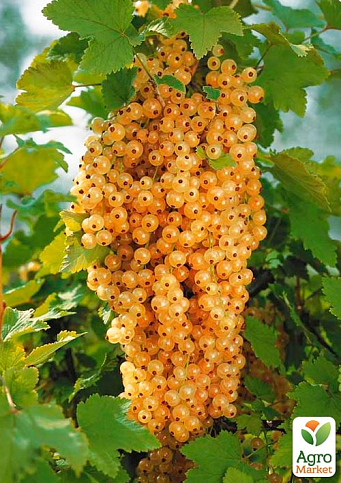 Порічка (смородина) на штамбі золотиста "Сонечко" (середньо-раннього терміну дозрівання)