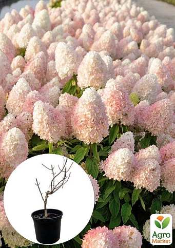 Гортензия метельчатая 2-х летняя "Magical Sweet Summer" высота саженца 20-30см