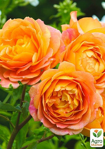 Эксклюзив! Роза английская лососево-розовая с красиво золотисто-желтой изнанкой "Лейла" (Leila) (саженец класса АА+, премиальный высший сорт) - фото 2