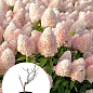 Гортензия метельчатая 2-х летняя "Magical Sweet Summer" высота саженца 20-30см