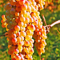 Виноград "Ркацителі №9" (Rkatsiteli) (винний сорт, середньо-пізній термін дозрівання)