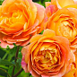 Эксклюзив! Роза английская лососево-розовая с красиво золотисто-желтой изнанкой "Лейла" (Leila) (саженец класса АА+, премиальный высший сорт) купить