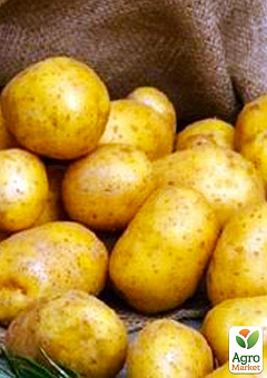 Насіннєвий середньостиглий картопля "Сюзанна" (на варіння, 1 репродукція) 1кг1